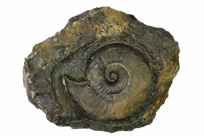 Iron Replaced Ammonite Fossil in Rock - Boulemane, Morocco #164482